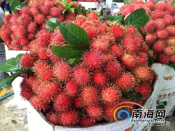 毛丹和荔枝有什么区别?