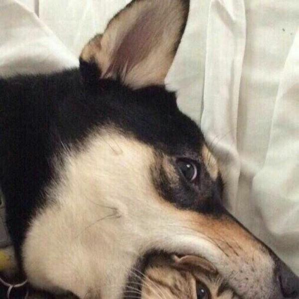 一只猫和一只狗的情侣头像?