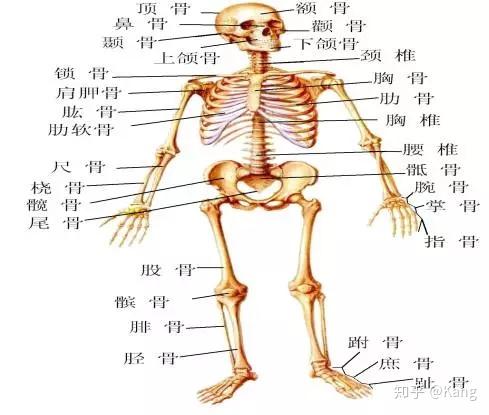 人体共有 206块骨骼,分为颅骨,躯干骨和四肢骨3个大部分.