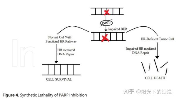 三阴乳腺癌的独特biomarkerhrd同源重组缺陷评分对奥拉帕利临床指导