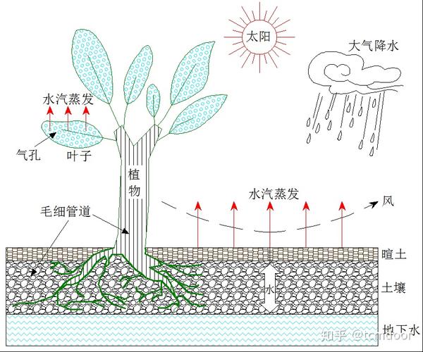 &amp;quot;土壤-植物-大气&amp;quot;间的水循环