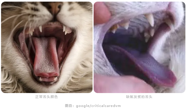 猫咪舌头上的"倒刺"其实是吸管?