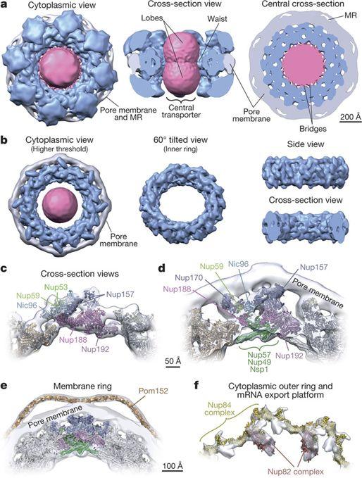 结构生物学的"圣杯",1亿道尔顿的核孔复合体结构首次呈现——专家点评