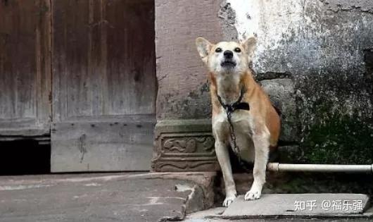 喂狗看门养犬护院