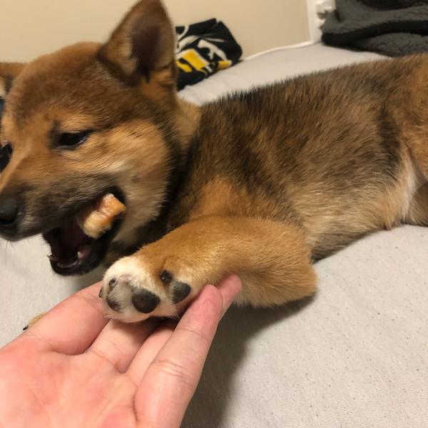 那些被质疑是土狗的柴犬,现在逆袭了吗?