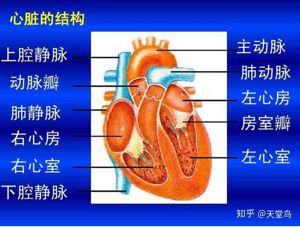 内部有四个空腔,上部两个是心房,下部两个是心室
