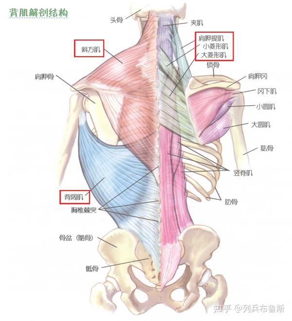 从健身角度,背部分为三部分:上背(斜方肌,大小菱形肌,背阔肌