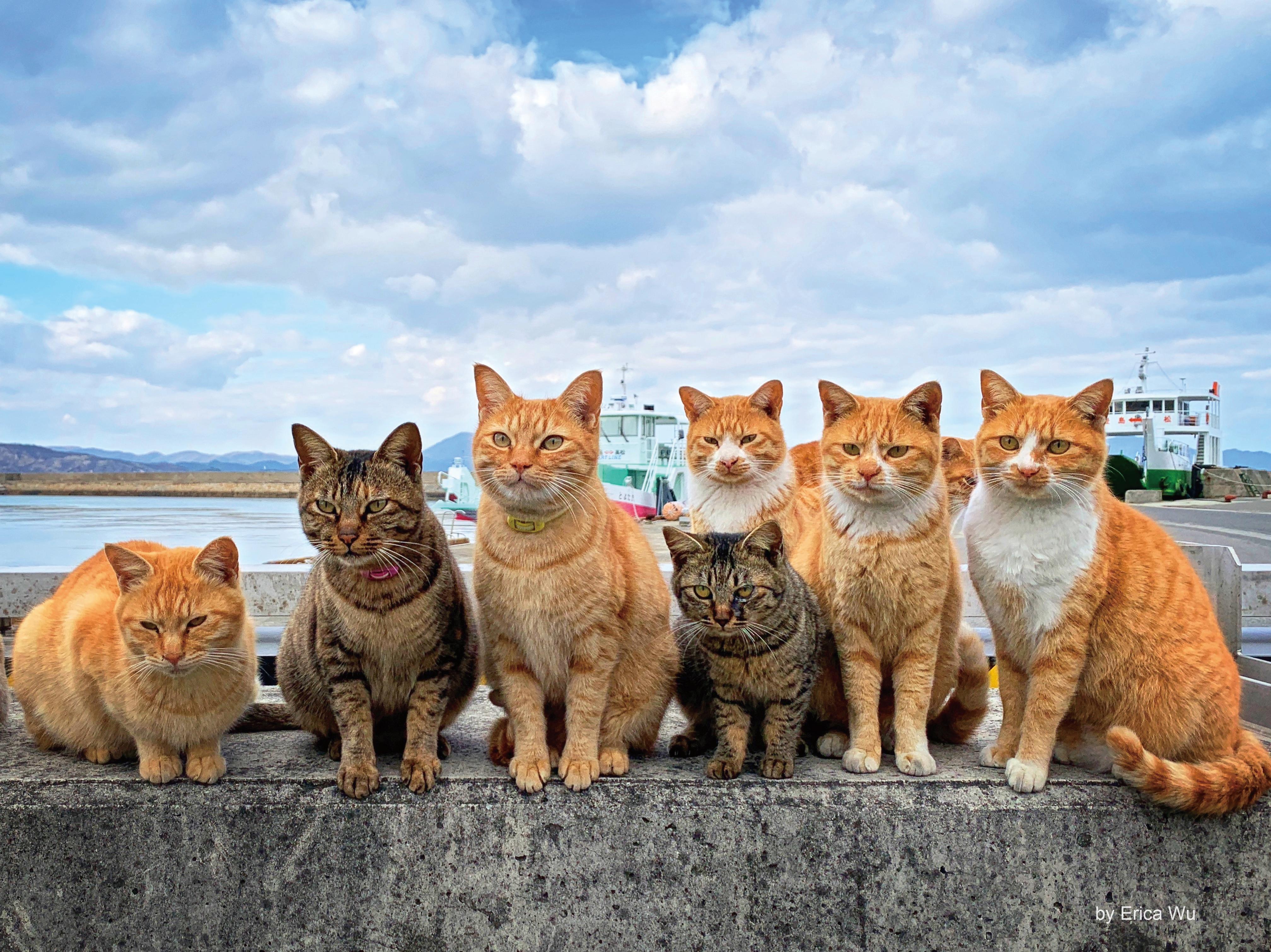 日本猫岛旅行日志丨一听那岛上有猫我就出发了想陪你去那座有猫的岛