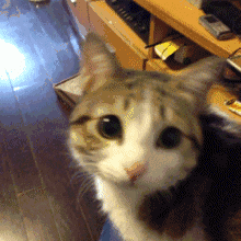 有哪些可爱到哭泣的猫咪图片或者表情包?