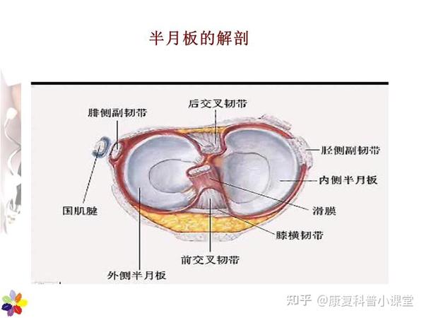 内侧半月板呈"c"形,边缘与关节囊和内侧副韧带深层相连; 外侧半月板