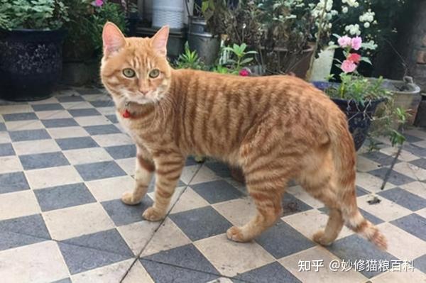 橘猫,是对橘色花纹的猫咪的一种统称,它是属于中华田园猫的一种.