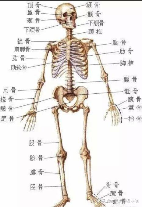 人体全身骨的形态各种各样,大致可分为长骨,短骨,扁骨和不规则骨4类.