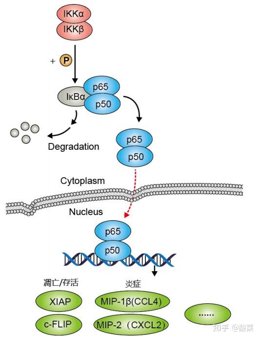 经典信号通路总结——nf-κb信号通路