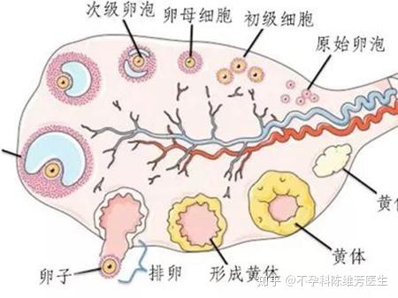 卵泡长不大是怎么回事?该怎么办?