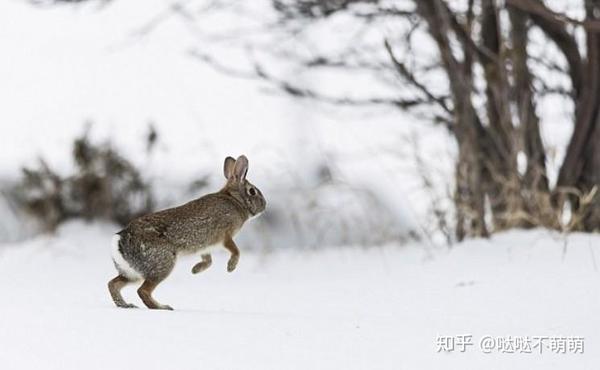 校园故事:卢俊卿雪地围猎野兔