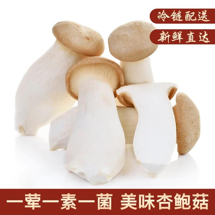 【灌南馆】丰收御品 杏鲍菇 蘑菇 菌菇 约2/3/5斤 烹饪