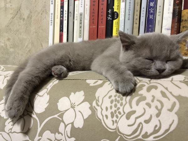 花容月貌讲的是什么图片