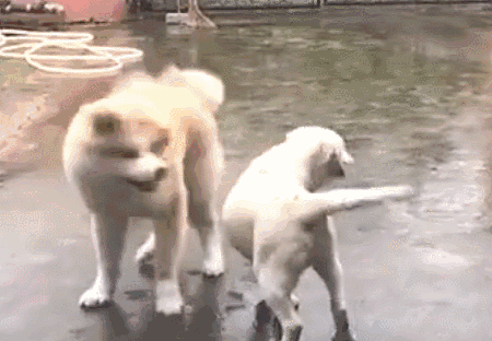 秋田犬想在同伴面前耍酷结果却摔个狗啃泥可长点心吧