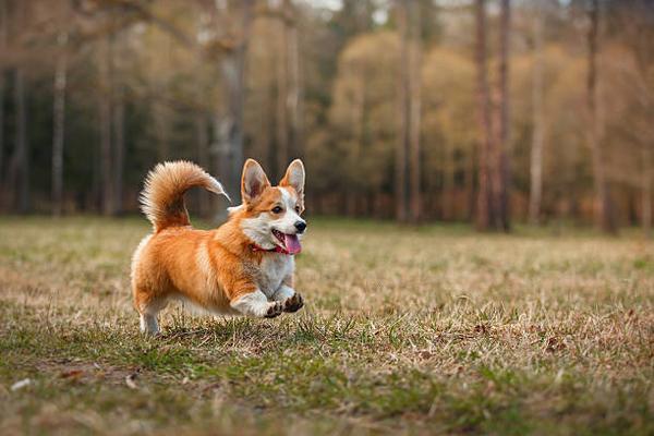 其实柯基犬有条好看的大毛尾巴