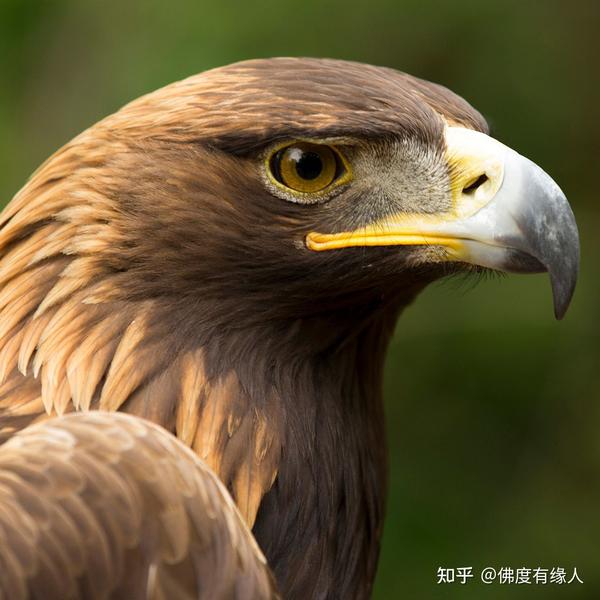 老鹰应该是天空中的霸主,它的眼睛十分犀利,它能够表现出绝对的制空