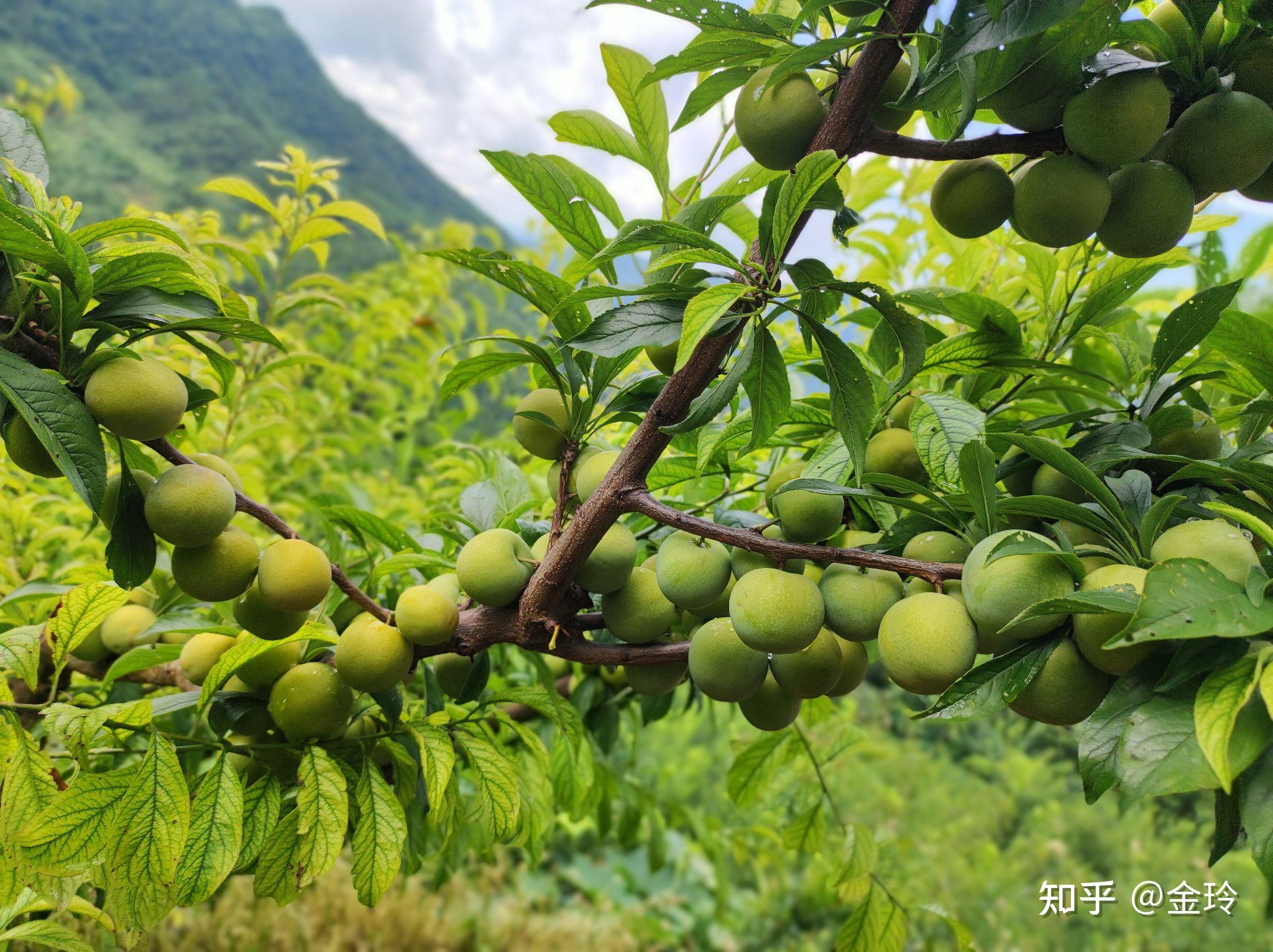 巴山脆李 知乎