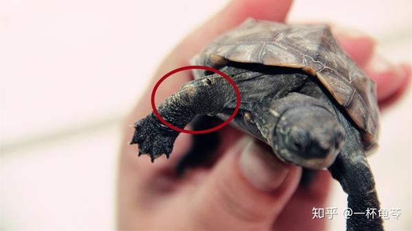 腐皮病是龟类初春最容易遇到的疾病.