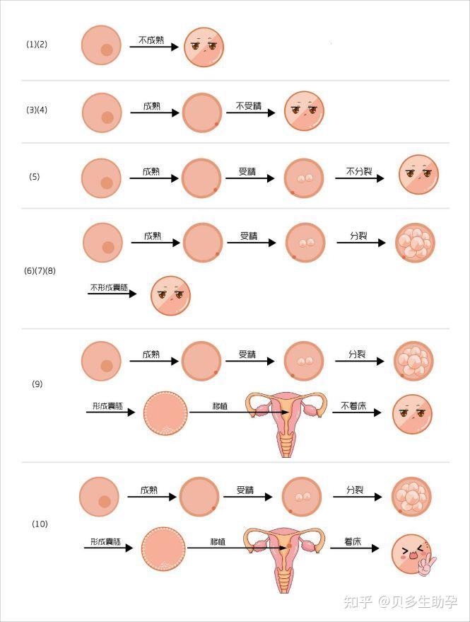 尽管我们依然无法得知胚胎是否着床,但经过如此这般的"优胜劣汰,试管