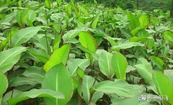 农村常见的芭蕉芋有什么作用?