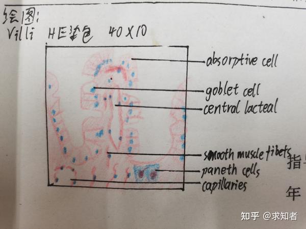 ps:我们老师要求结构名称都用英文 单层柱状上皮