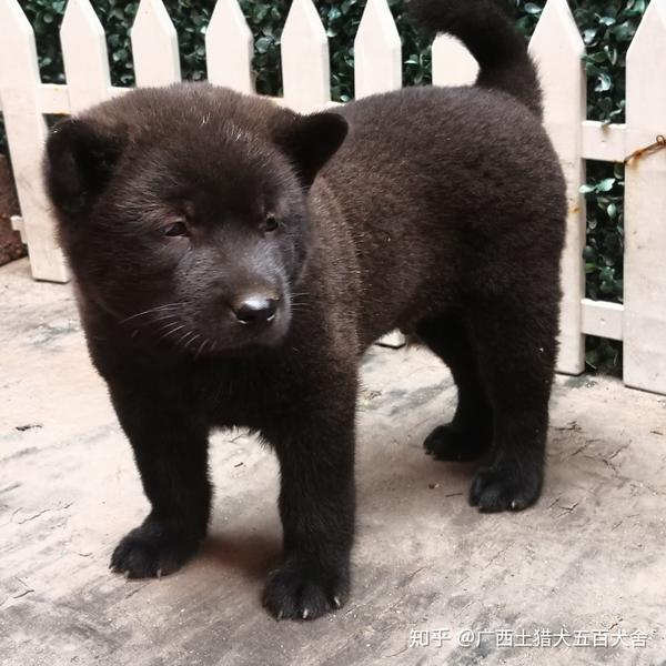 广西钦州土猎犬来自十万大山腹地的原生纯种中华田园犬