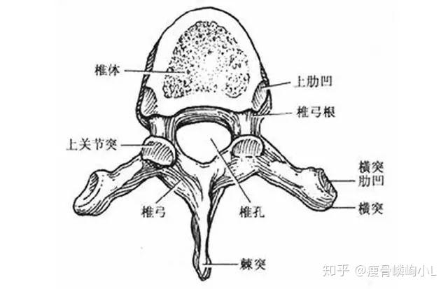 椎骨的一般形态