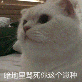 吵架怼人表情包 猫咪版 合集大全 共192张