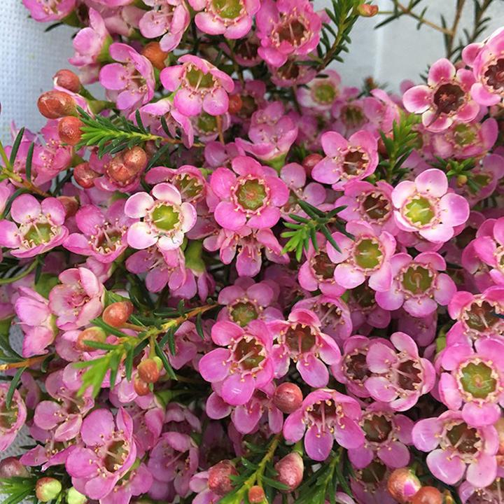 松红梅:可以叫我"孙红雷",但不要叫我"澳蜡花"