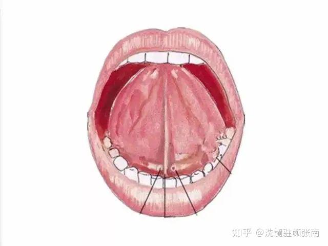 练功时为什么要舌抵上腭,舌抵上腭的重要性