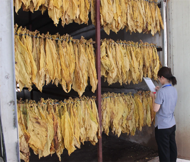 昆明新式烤烟房烤烟烘干机哪家好推荐云南采金烘干机厂家