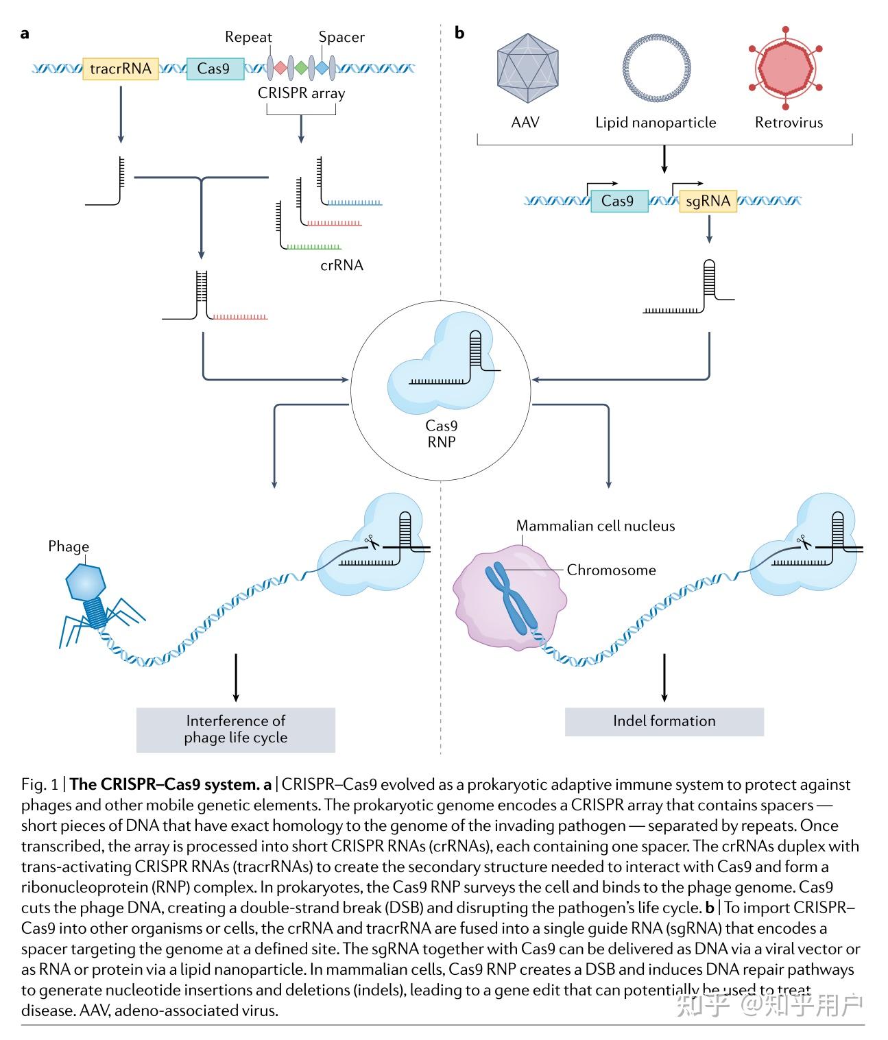 Nature Crispr