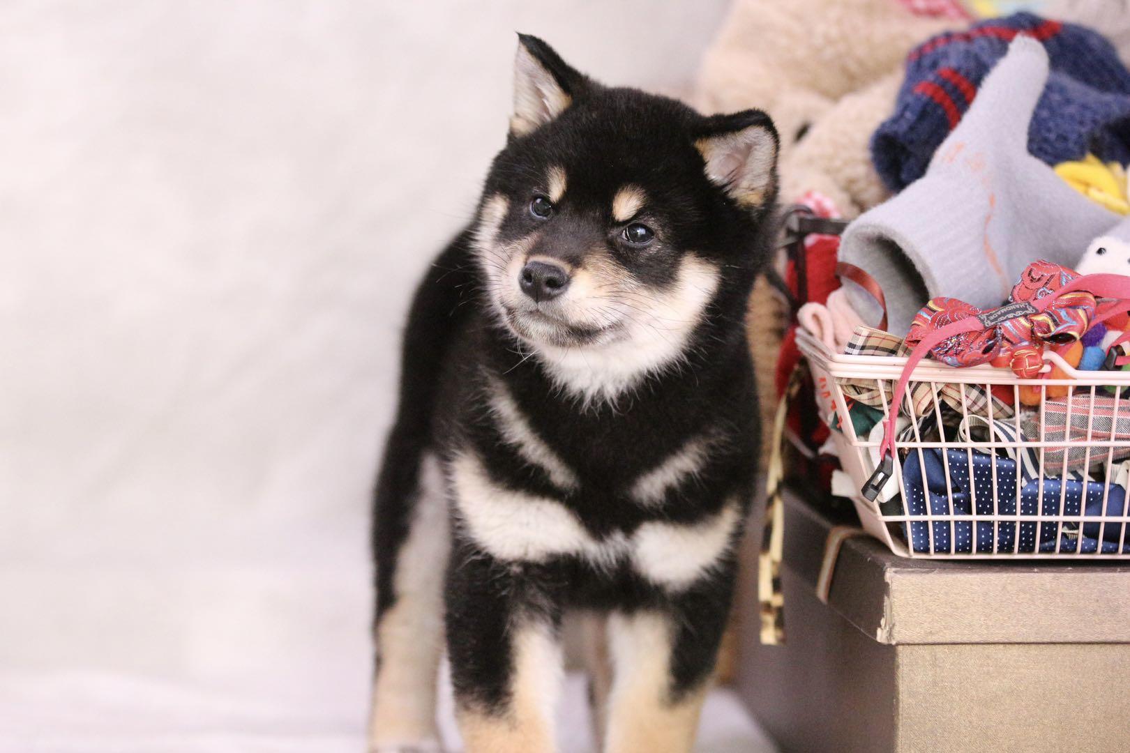 北京,上海,西安,成都,杭州,广州等等地区在哪里卖柴犬靠谱?