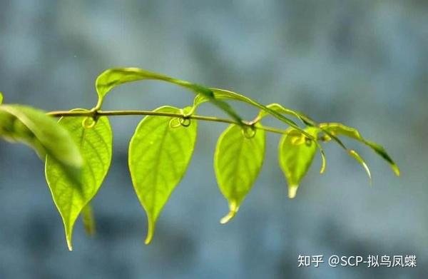 钩藤的钩状茎
