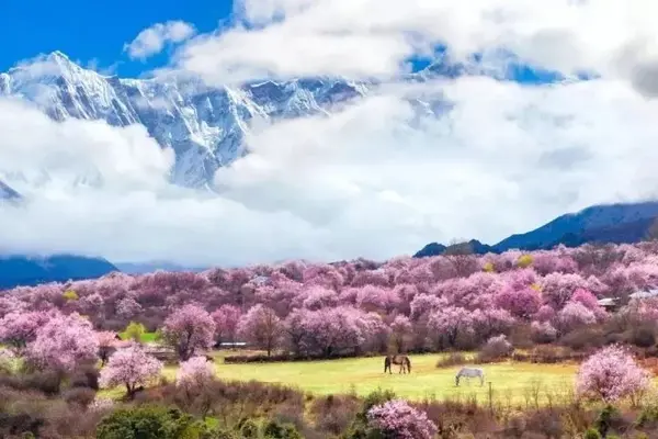 错过了林芝的十里桃花你就错过了西藏的整个春天