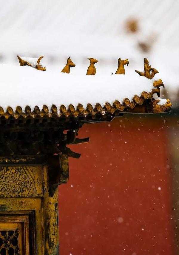 一场大雪美醉世人!愿等一人,陪我去故宫看雪