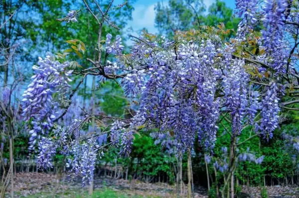 藤开花了美过司藤