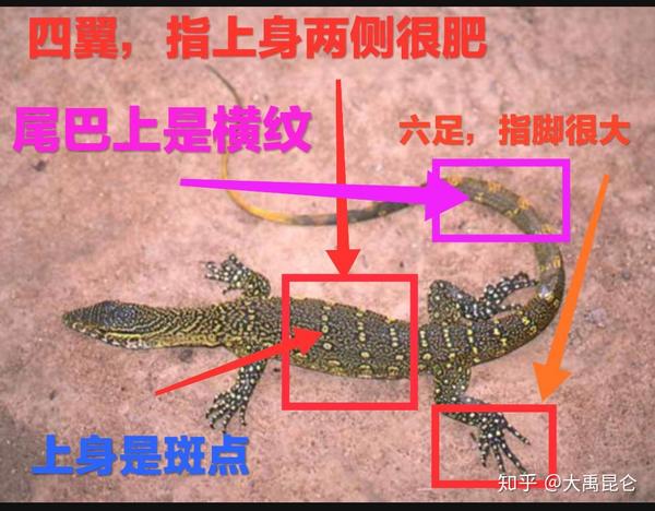 山海经之肥虫遗