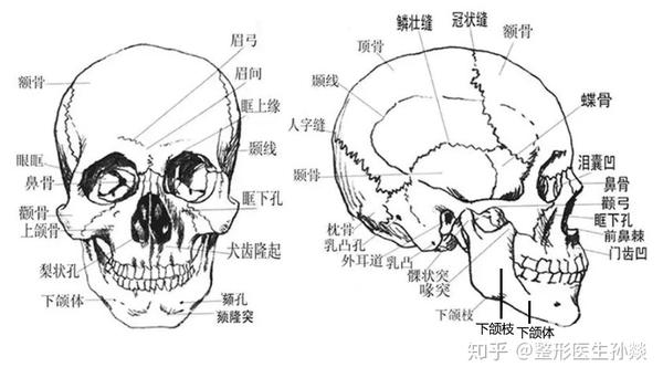 美学里的骨相一般指头骨,脸骨,包括但不限于 :颅骨(延伸到颅顶高度)