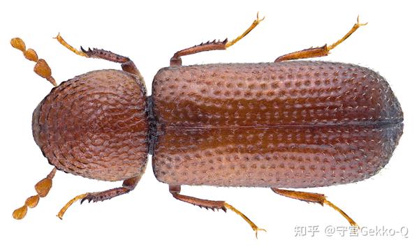 长角扁谷盗cryptolestes pusillus,没找到锈赤扁谷盗cryptolestes