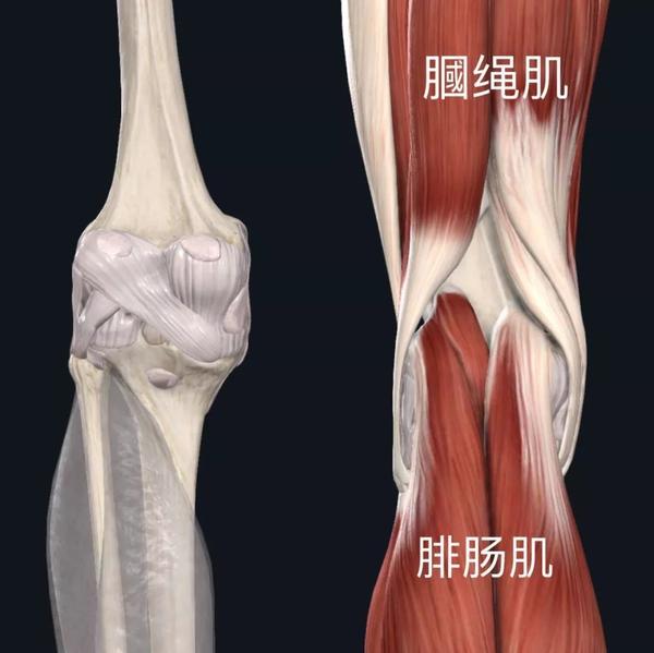 就是附着在膎窝处的两块肌肉: 大腿后部的膎绳肌和小腿后部的腓肠肌!