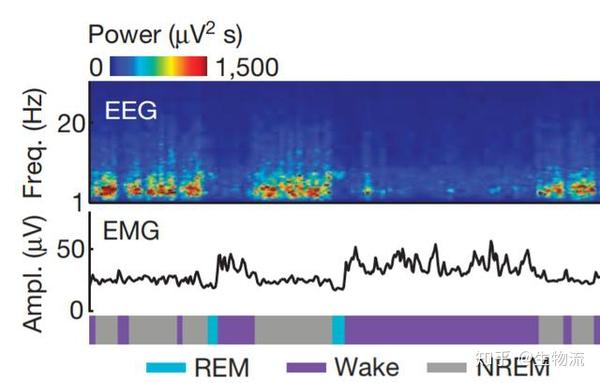 快速眼动睡眠(rem)时,脑电(eeg)和清醒(wake)时相似,肌电(emg)被大幅