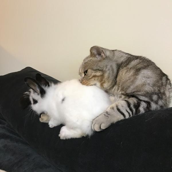 猫和兔子能在一起养吗?