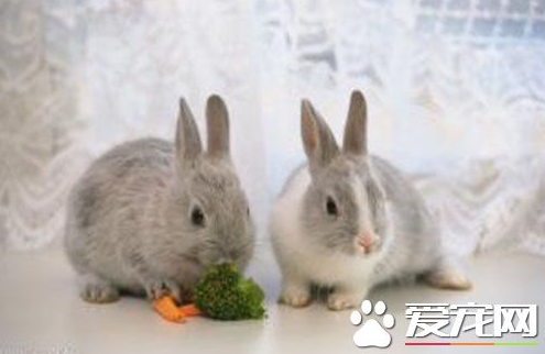 兔子可以活几年 兔子平均年龄是多少