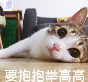 微博上的网红瓜皮猫 其实就是中华田园猫.