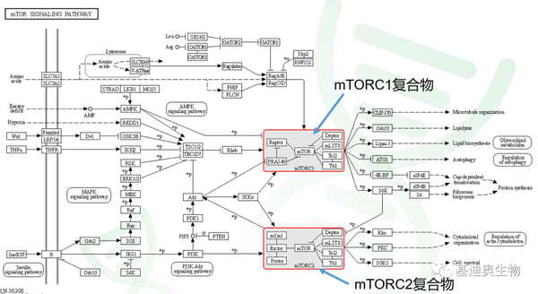 与一款抗衰老神药相关的通路mtor信号通路上